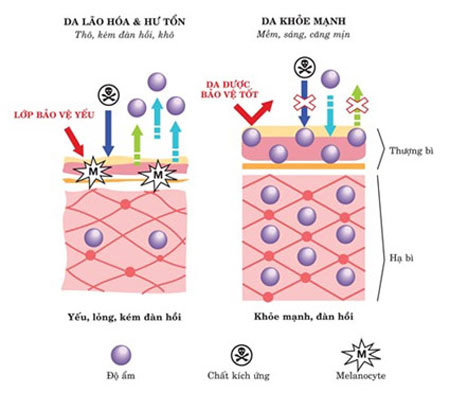 Bí quyết dưỡng và trẻ hóa làn da hiệu quả