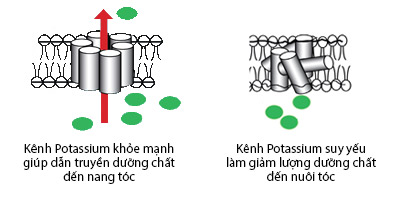 Đi tìm “thủ phạm” gây rụng tóc ở nữ - 2
